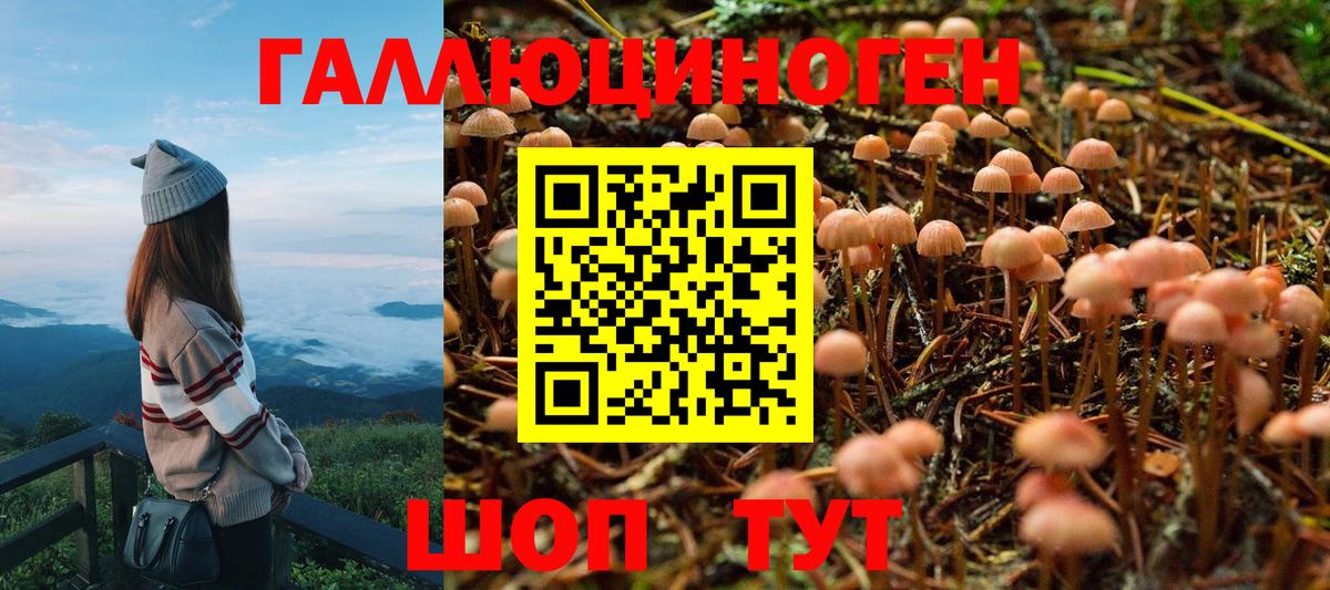 Псилоцибиновые грибы Cubensis Тихвин